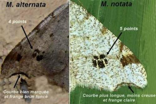 Macaria divers