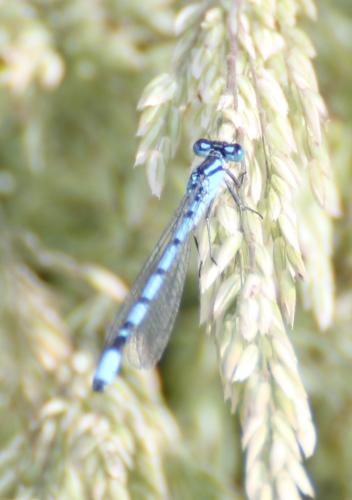 Enallagma cyathigerum