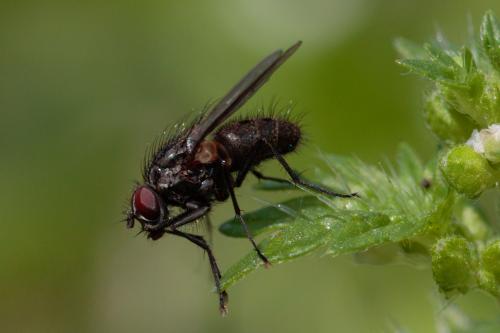 Helina sp.