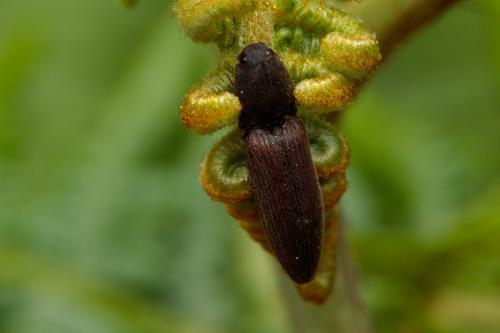 Réf. 206 974 : Athous haemorrhoidalis