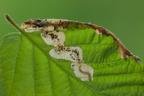 Fenusa altenhoferi