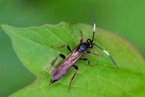Réf. 206 084 : Ichneumoninae inconnu