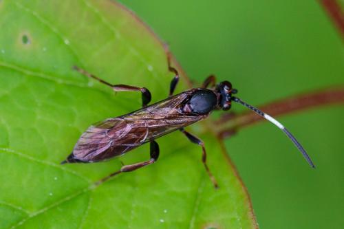 Réf. 206 085 : Ichneumoninae inconnu