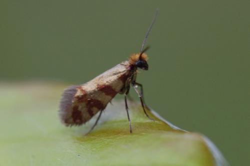 Réf. 206 020 : Micropterix tunbergella