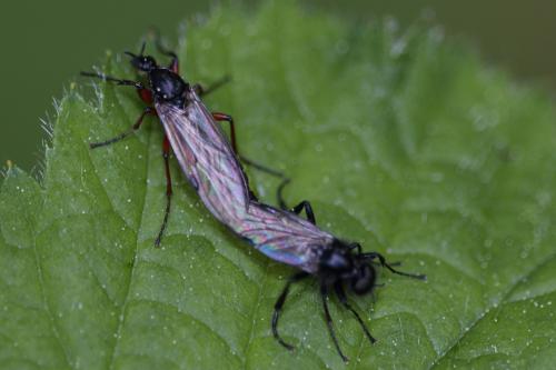 Bibio varipes