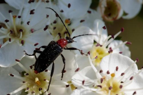 Réf. 206 304 : Dinoptera collaris