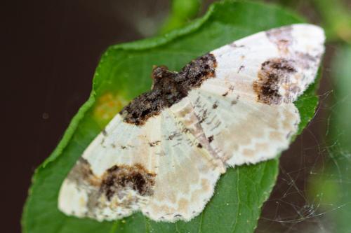 Réf. 206 455 : Ligdia adustata