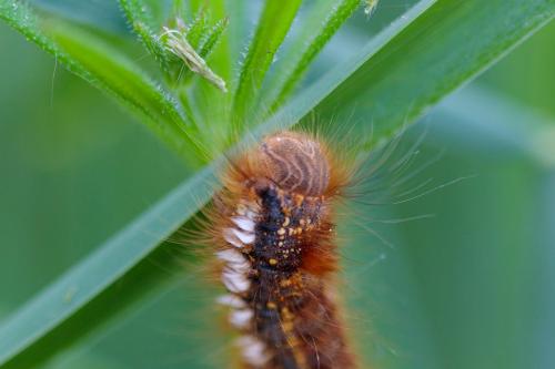 Réf. 206 457 : Euthrix potatoria