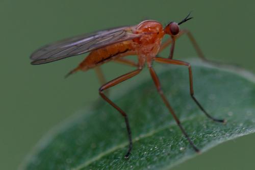 Réf. 206 385 : Empis stercorea