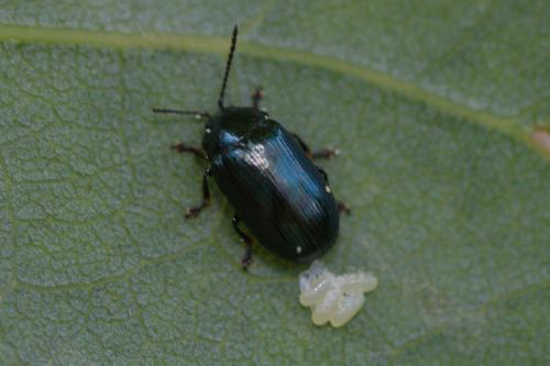 Réf. 206 635 : Phratora sp.