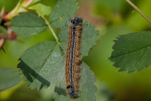 Réf. 206 655 : Malacosoma neustria
