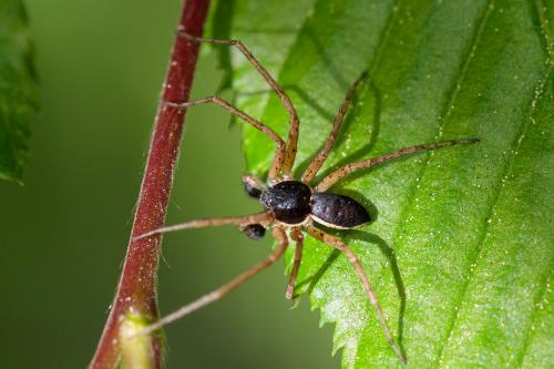 Philodromus dispar