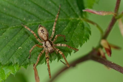 Réf. 206 721 : Anyphaena accentuata