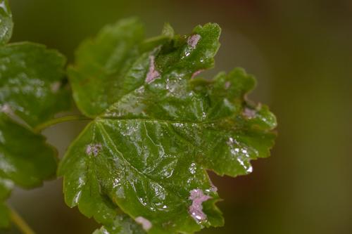 Réf. 206 667 : Aceria macrocheluserinea