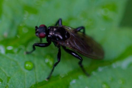 Réf. 206 800 : Crumomyia sp.
