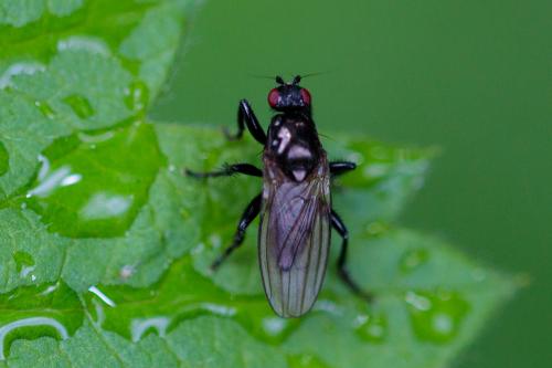 Réf. 206 715 : Crumomyia sp.