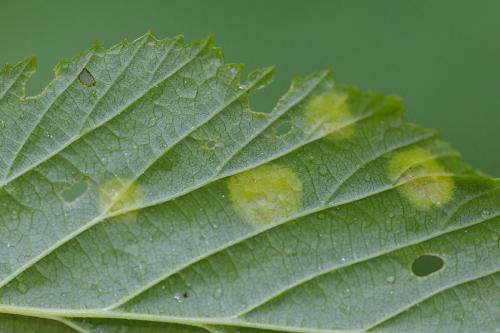 Dasineura pustulans