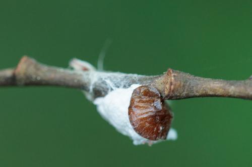 Pulvinaria regalis