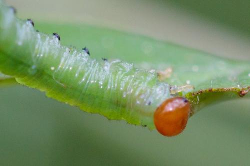 Réf. 206 810 : Nematus lucidus