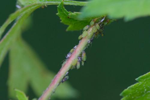 Aphis pomi