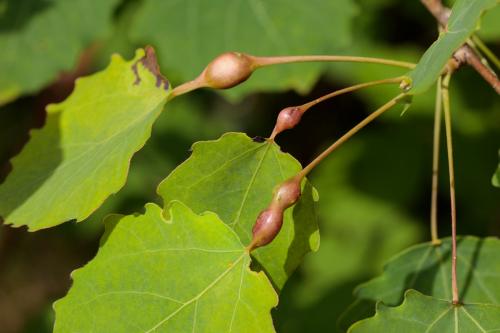 Contarinia petioli
