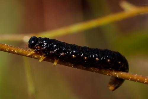 Nematus latipes