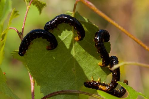 Nematus latipes