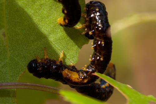 Nematus latipes