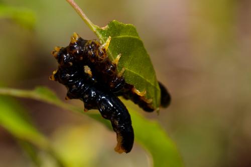 Nematus latipes
