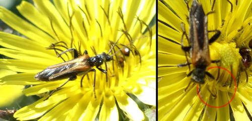 Oedemera simplex