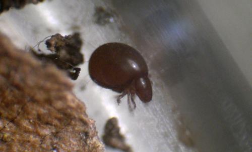Réf. 206 778 : Phthiracarus sp.