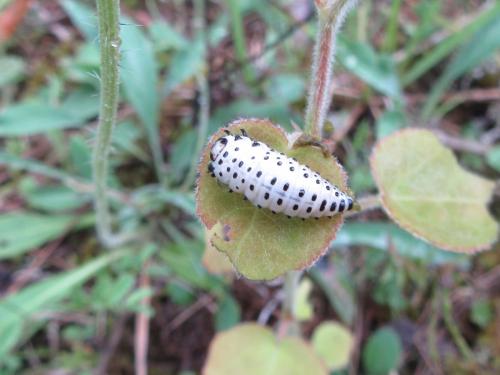 Réf. 206 558 : Chrysomela sp.