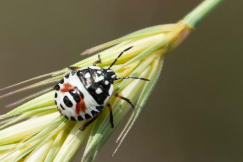 Réf. 206 735 : Carpocoris sp.