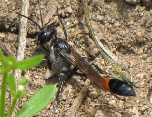 Ammophila sabulosa