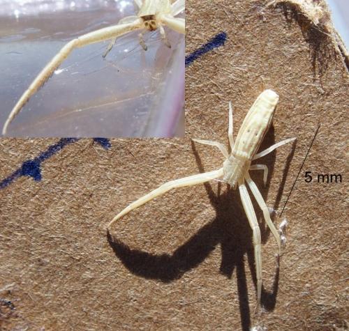 Runcinia flavida
