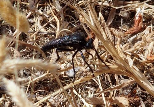 Choerades sp.