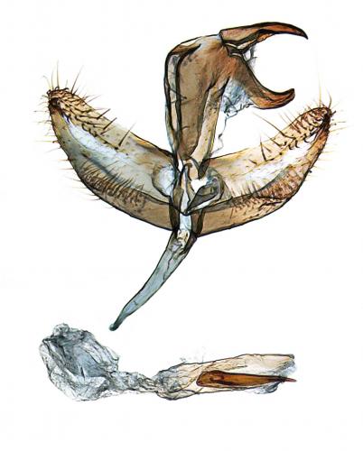 Batia lunaris