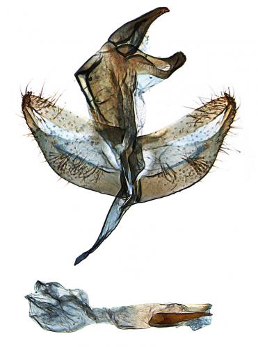 Batia lunaris