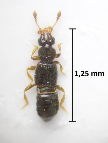 Bibloplectus sp.