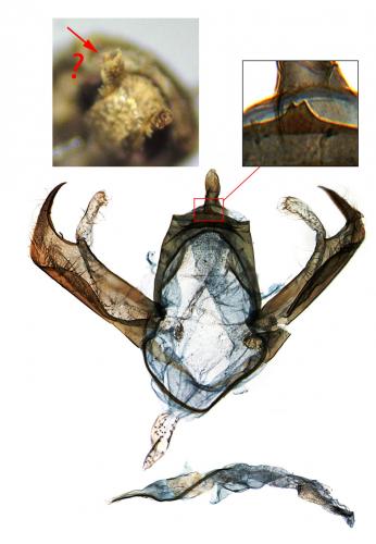 Réf. 206 107 : Blastobasis phycidella