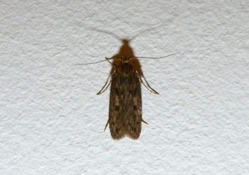 Réf. 206 791 : Hofmannophila pseudospretella