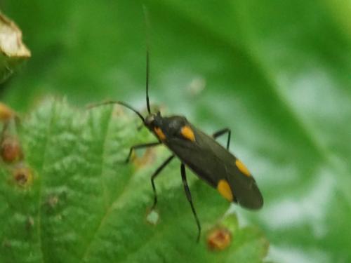 Réf. 206 130 : Capsodes sp.