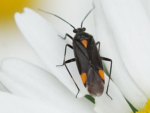 Réf. 206 623 : Capsodes flavomarginatus