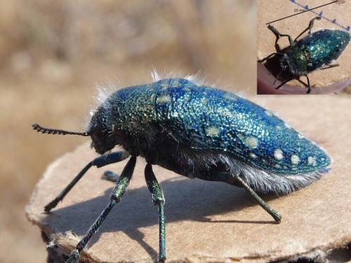 Réf. 206 294 : Julodis manipularis