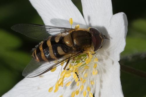 Réf. 206 725 : Syrphus sp.