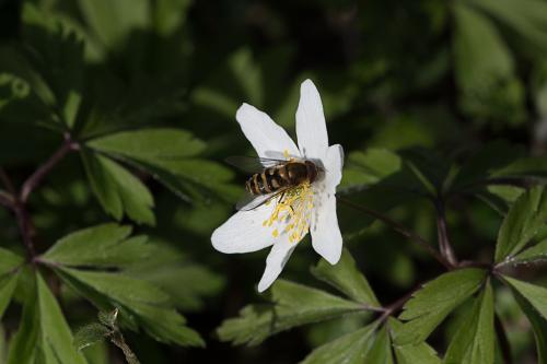 Syrphus sp.