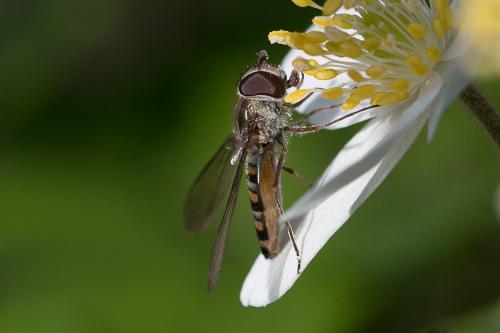 Episyrphus balteatus