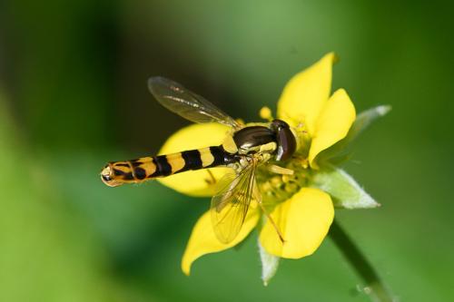 Réf. 206 659 : Sphaerophoria scripta