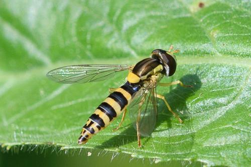 Réf. 206 660 : Sphaerophoria sp.