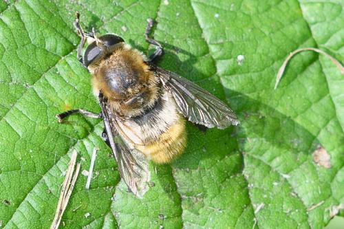 Merodon equestris